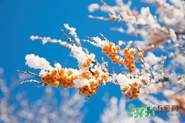 沙棘是什么？沙棘的功效與作用