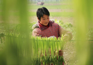 貢菜怎么保存？曬干的貢菜怎么泡發(fā)