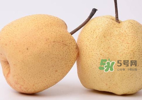 碭山梨什么時(shí)候成熟？碭山梨幾月份成熟