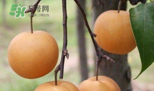 梨子什么時候吃最好？梨子什么時候成熟