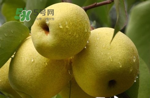 梨子多少錢一斤？皇冠梨多少錢一斤？