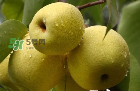 梨子有公母之分嗎？梨子怎么分辨公母
