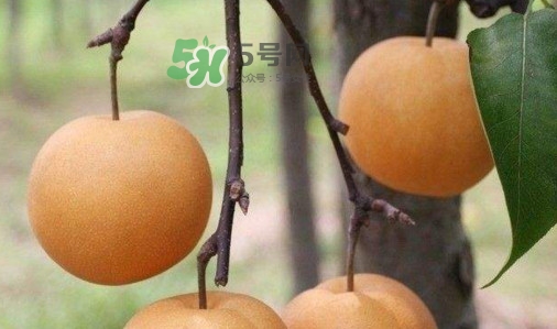 梨子是發(fā)物嗎？梨子是不是不能分著吃