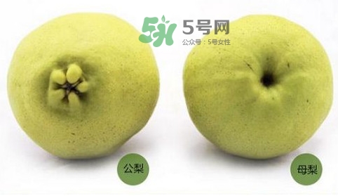 梨子有公母之分嗎？梨子怎么分辨公母