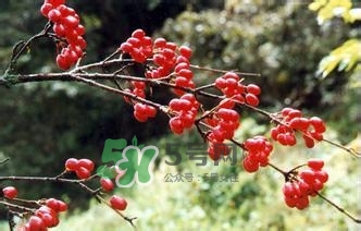 怎么看男人腎好不好？男人腎虛吃什么調(diào)理？