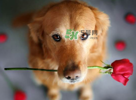 七夕可以提前送花嗎？七夕節(jié)提前幾天送花好？