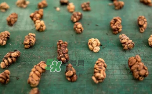 貓屎咖啡是怎么來的？貓屎咖啡的由來
