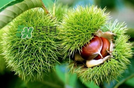 哪里產(chǎn)的板栗最好吃？板栗怎么挑選