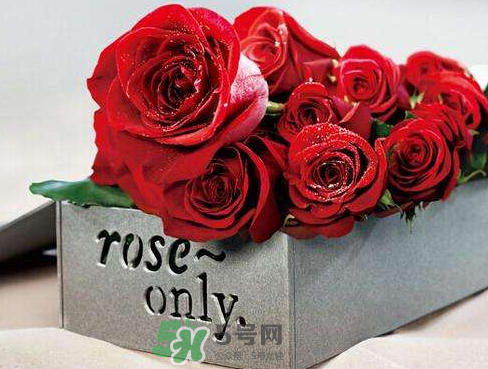 roseonly怎么樣？roseonly好看嗎？