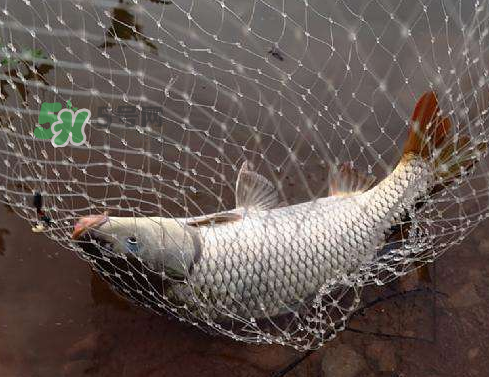 八月份釣魚用什么料好？八月份釣什么魚？
