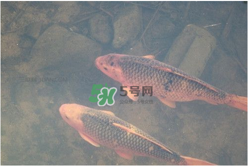 八月份釣魚用什么料好？八月份釣什么魚？