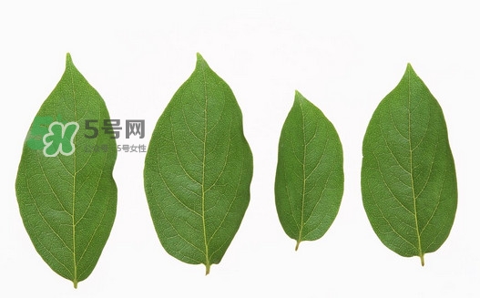 柿子葉能治胃病嗎？柿子葉什么時(shí)候采最好