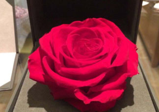 roseonly怎么看真假？roseonly真假對(duì)比