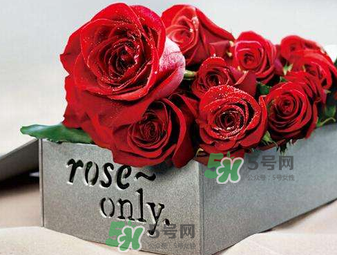 roseonly怎么看真假？roseonly真假對比