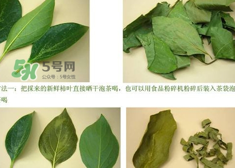 柿子葉能治胃病嗎？柿子葉什么時(shí)候采最好