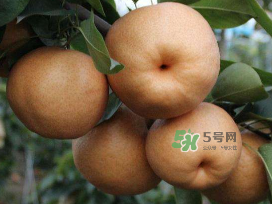 2017豐水梨多少錢一斤？豐水梨價(jià)格