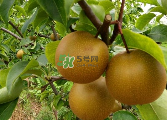 豐水梨產(chǎn)地在哪里？豐水梨是哪里產(chǎn)的？