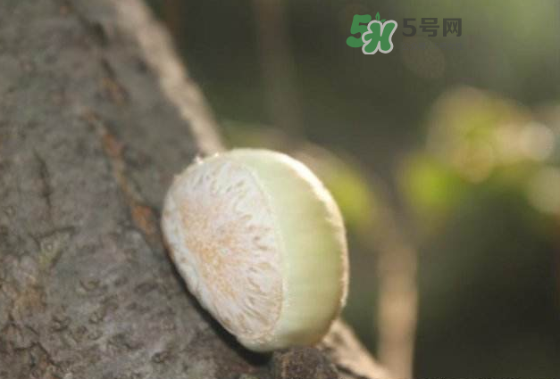 嫩板栗怎么保存？嫩板栗保存方法