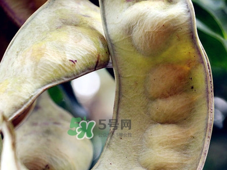 皂角米可以直接煮嗎？皂角米和什么一起煮好