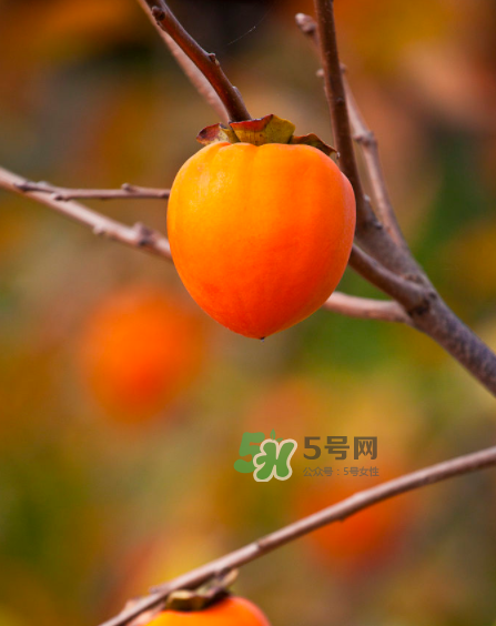 脆柿子好吃還是軟柿子好吃？脆柿子和軟柿子哪個(gè)好吃？