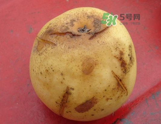 皇冠梨雞爪病能吃嗎？皇冠梨雞爪病怎么辦？