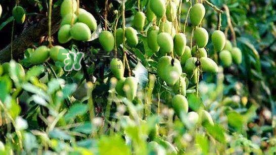 孕晚期能吃芒果嗎？孕晚期吃了很多芒果對胎兒好嗎？