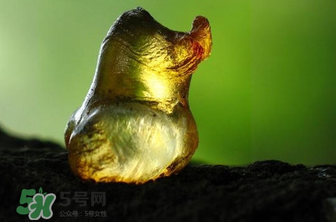 桃膠是發(fā)物嗎？桃膠是中藥嗎