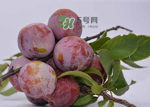 芙蓉李的營養(yǎng)價值 芙蓉李的功效與作用