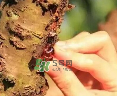 桃膠是桃樹(shù)上的膠嗎？桃膠是什么味道