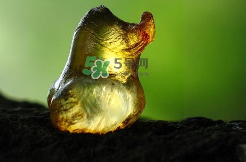 桃膠幾月份可以采摘？桃膠幾歲小孩能吃