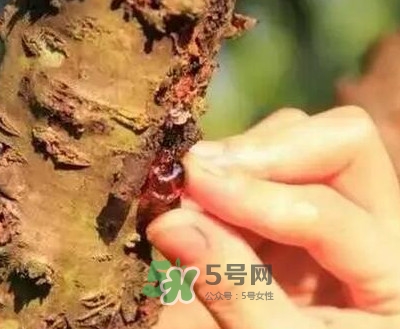 桃膠適合什么人吃？吃桃膠會上火嗎？