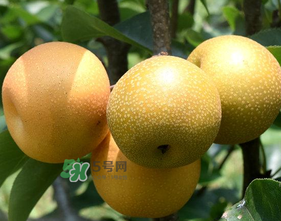 豐水梨和雪梨哪個好？豐水梨和雪梨的區(qū)別