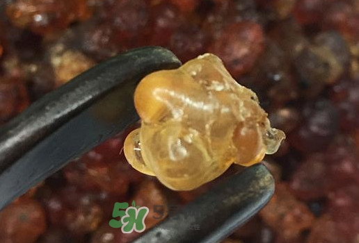 桃膠幾月份可以采摘？桃膠幾歲小孩能吃
