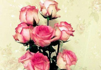 roseonly怎么讀？roseonly怎么讀在線讀？