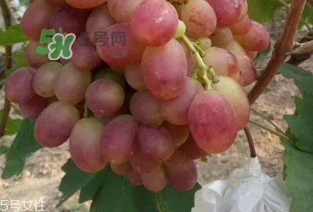 紅葡萄的營養(yǎng)價(jià)值_紅葡萄的功效與作用及飲食禁忌