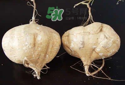 涼薯是什么東西？涼薯是地瓜嗎？