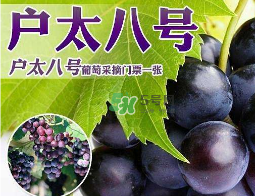 戶太八號多少錢一斤？戶太八號為什么在全國很有名？