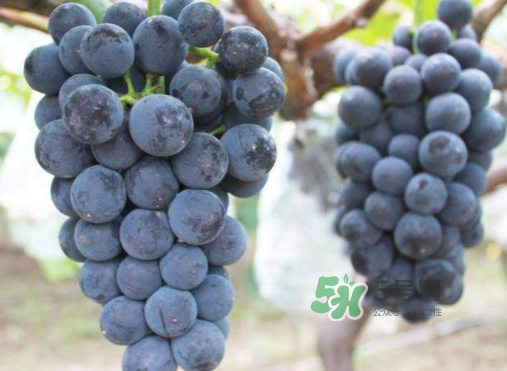 戶太八號(hào)和巨峰哪個(gè)好？戶太八號(hào)和巨峰的區(qū)別