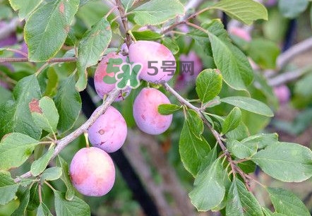 新鮮西梅怎么保存？西梅的保存方法