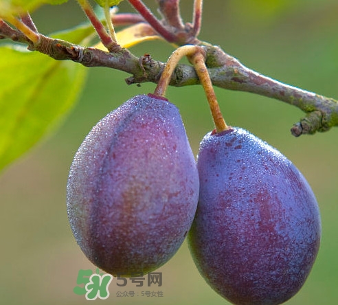 吃西梅上火嗎？新鮮西梅怎么吃