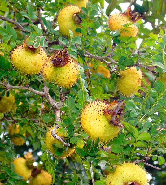 刺梨泡茶能經(jīng)常喝嗎？刺梨泡水喝禁忌多