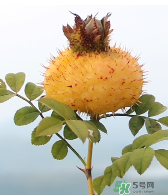 刺梨泡茶能經(jīng)常喝嗎？刺梨泡水喝禁忌多