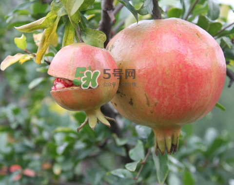 石榴為什么會(huì)爛？石榴怎么存放不會(huì)爛？