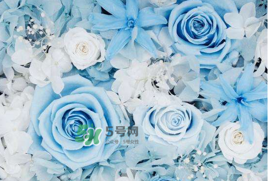 野獸派永生花會(huì)死嗎？野獸派永生花是什么？