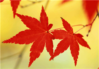 立秋后喝什么茶好？立秋后喝什么茶養(yǎng)生？