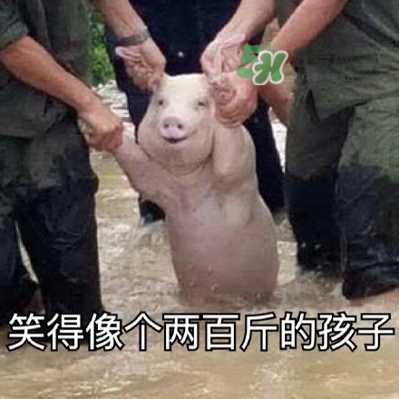 網(wǎng)紅小豬表情包為什么火了？網(wǎng)紅小豬表情包怎么火的？