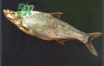 刁子魚是秋刀魚嗎？刁子魚是海魚嗎？