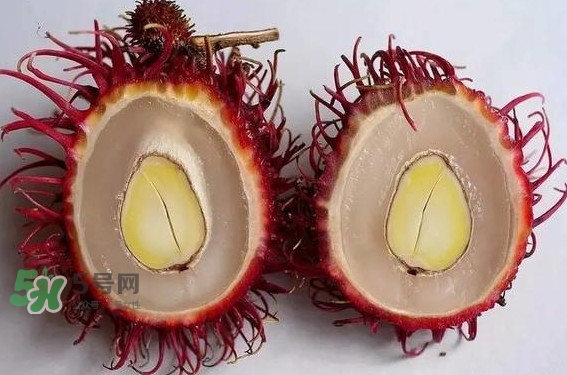 紅毛丹的核可以種嗎？紅毛丹的核怎么種