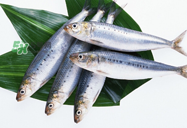 沙丁魚和秋刀魚有什么不一樣？秋刀魚和沙丁魚的區(qū)別