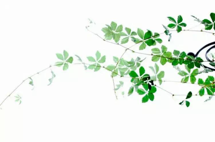 這世上，只有一種男人不會(huì)出軌